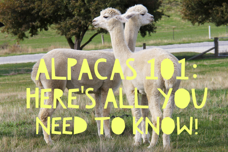 Thinking of getting alpacas? Here's all you need to know Thinking of getting alpacas? Here's all you need to know